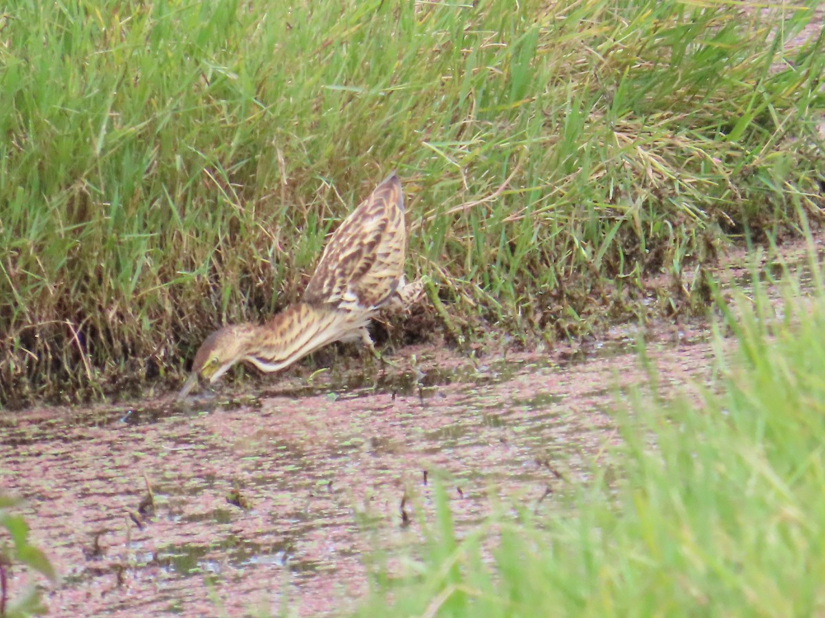 Black-backed Bittern - ML616095130