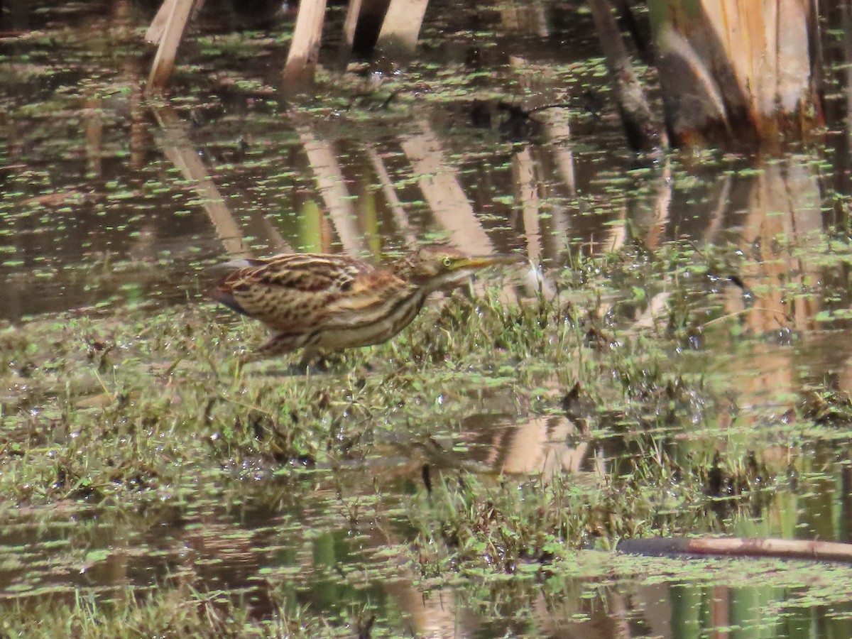 Black-backed Bittern - ML616095132