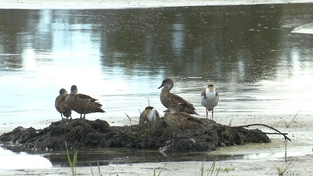 Masked Lapwing - ML616095162