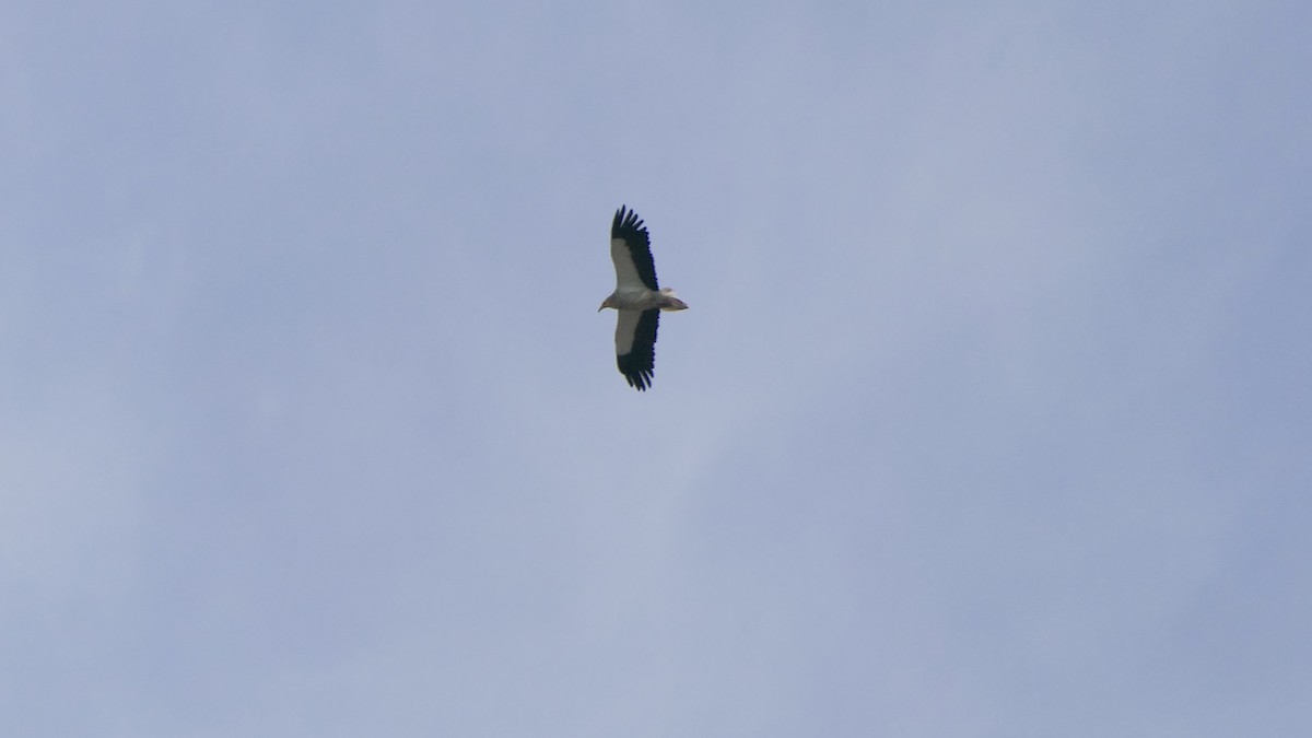 Egyptian Vulture - ML616095175