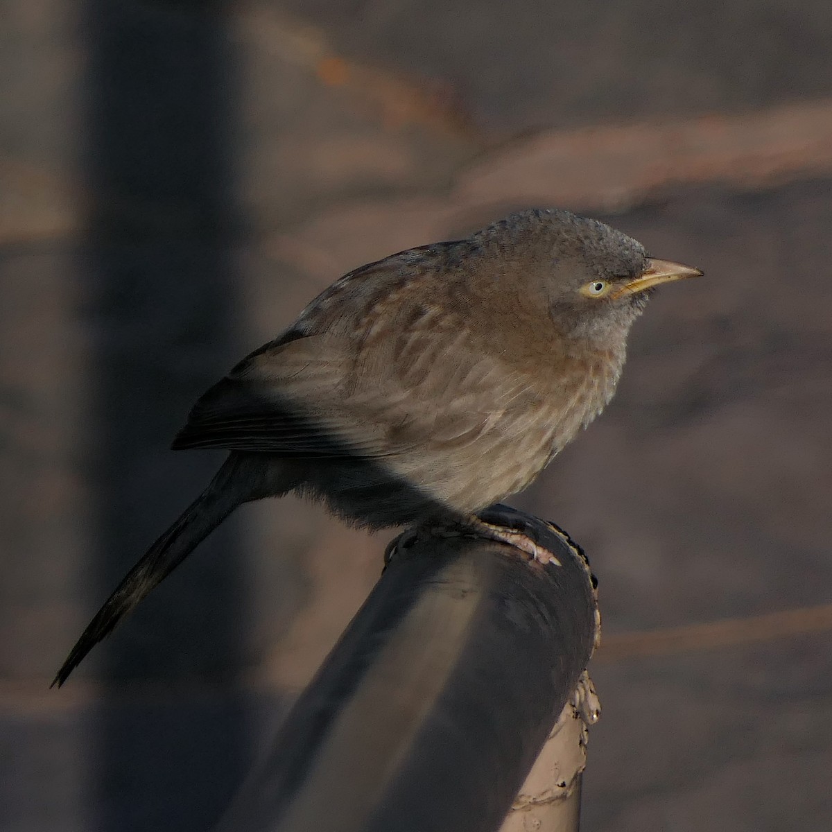 Jungle Babbler - ML616095194