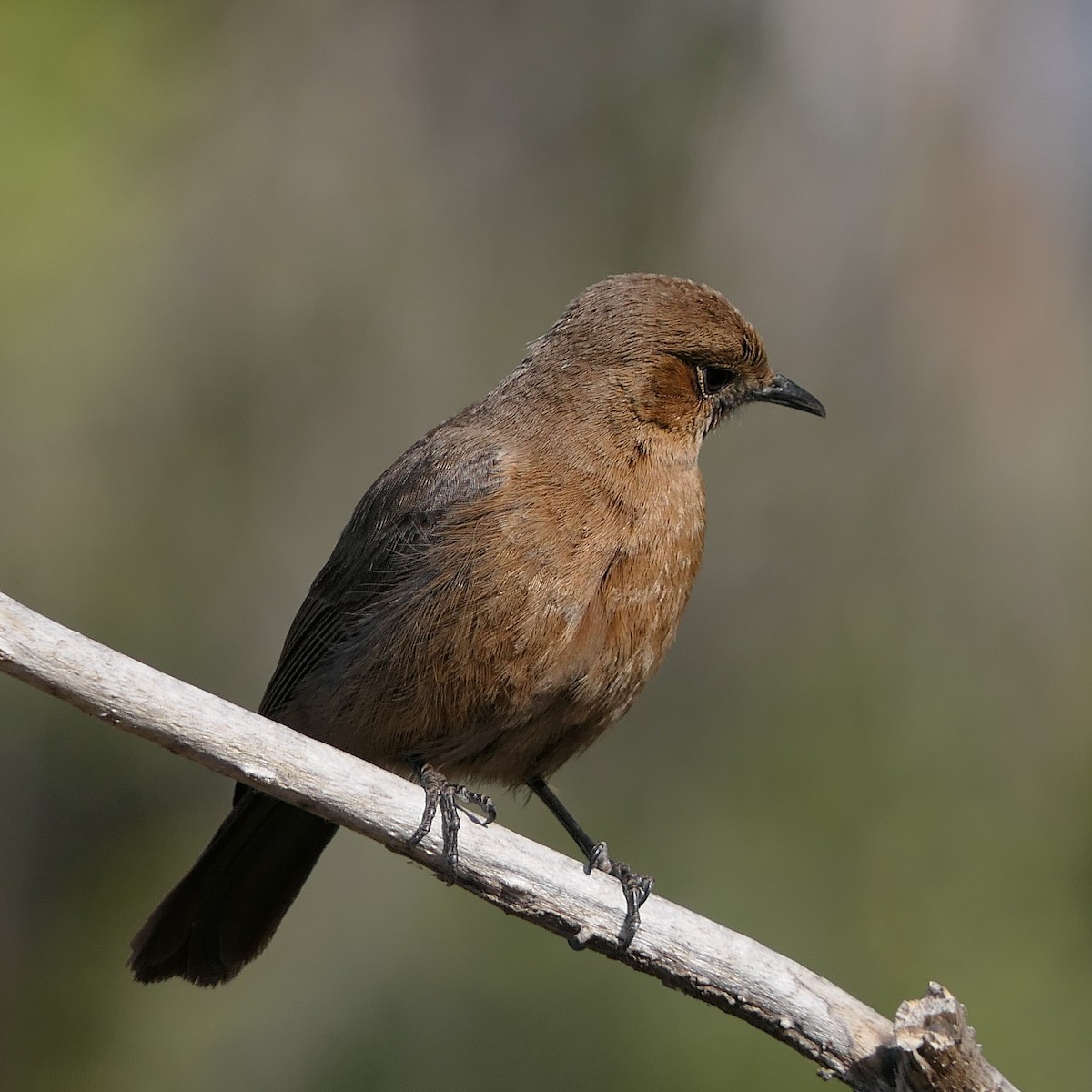 Brown Rock Chat - ML616095238