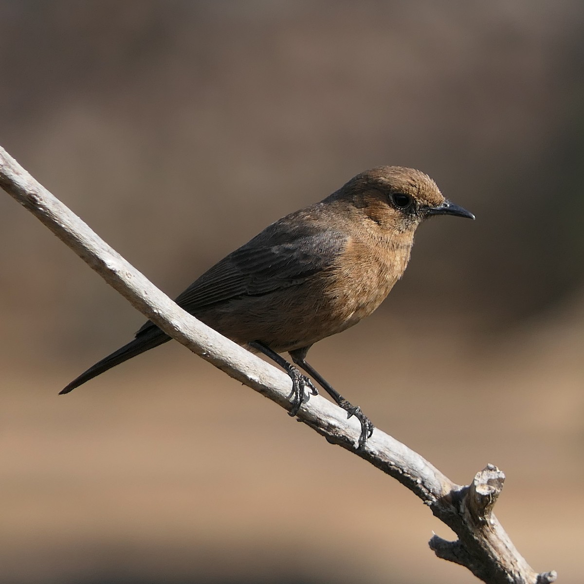 Brown Rock Chat - ML616095239