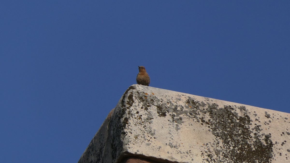 Brown Rock Chat - ML616095241