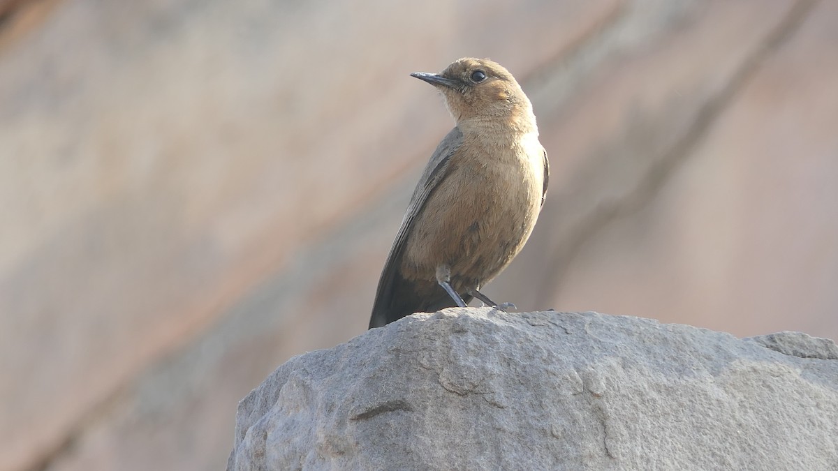 Brown Rock Chat - Bijoy Venugopal