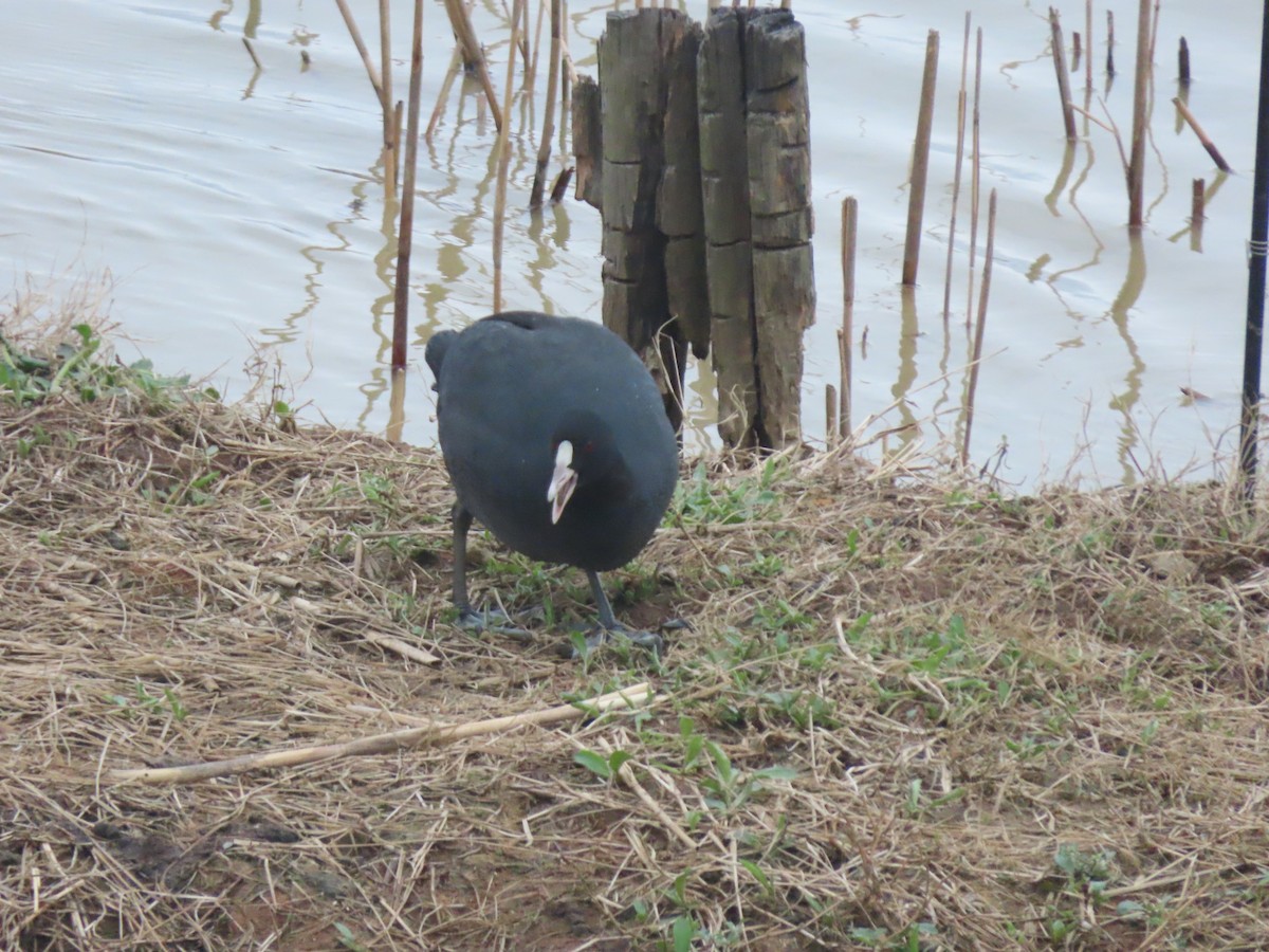 Eurasian Coot - ML616095249