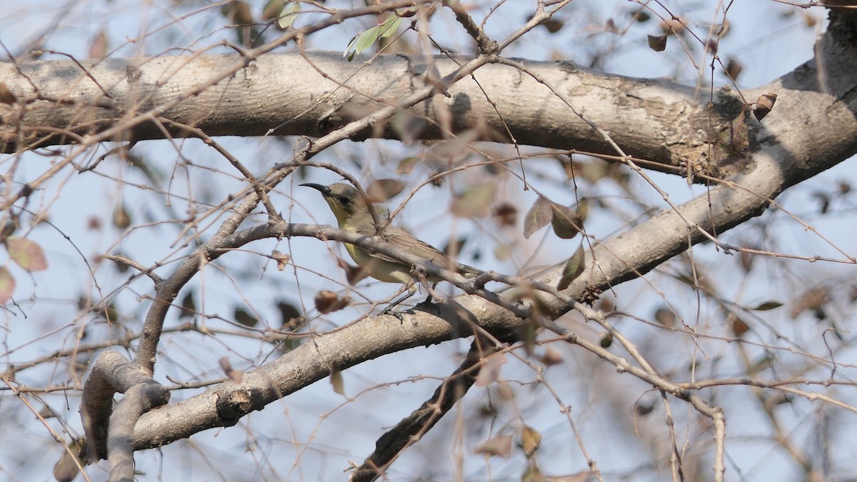 Purple Sunbird - ML616095264