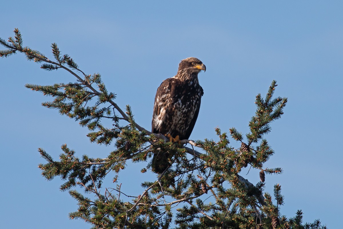 Bald Eagle - ML616095292