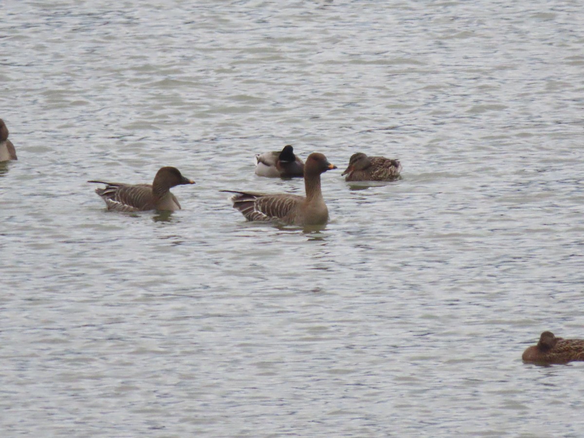 Tundra Bean-Goose - ML616095304