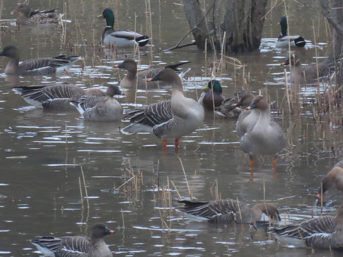 Taiga Bean-Goose - ML616095322