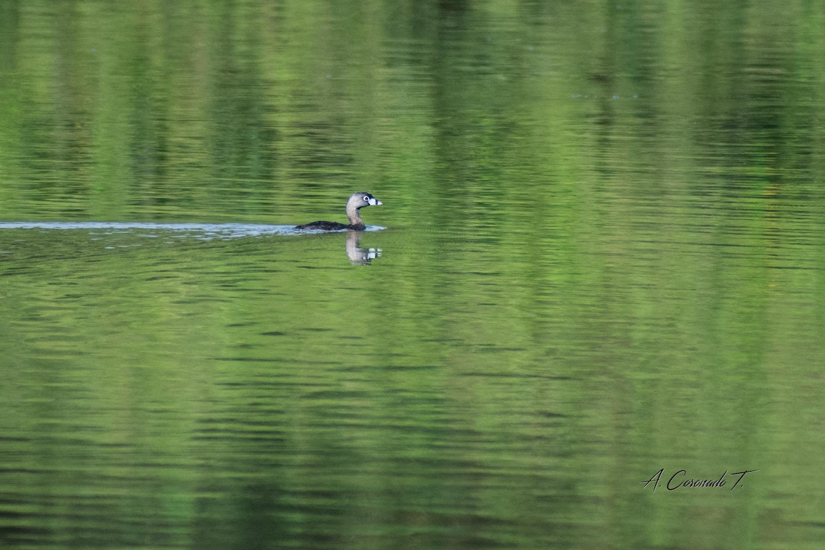 Pied-billed Grebe - ML616095330