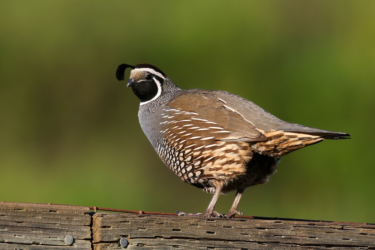 California Quail - ML616095358