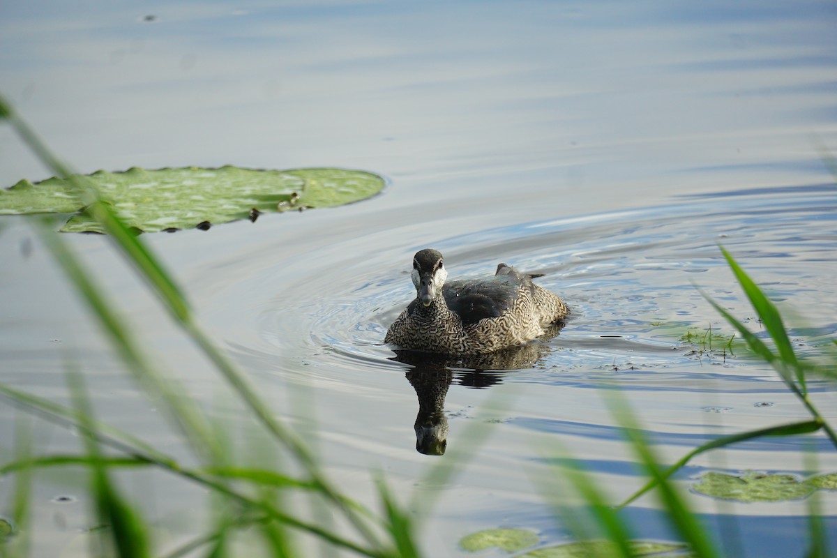 Green Pygmy-Goose - Daniel Delany