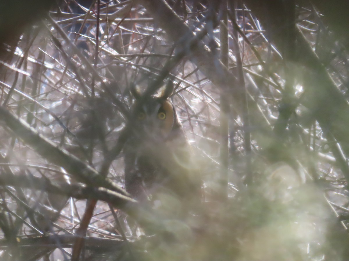 Long-eared Owl - ML616095412