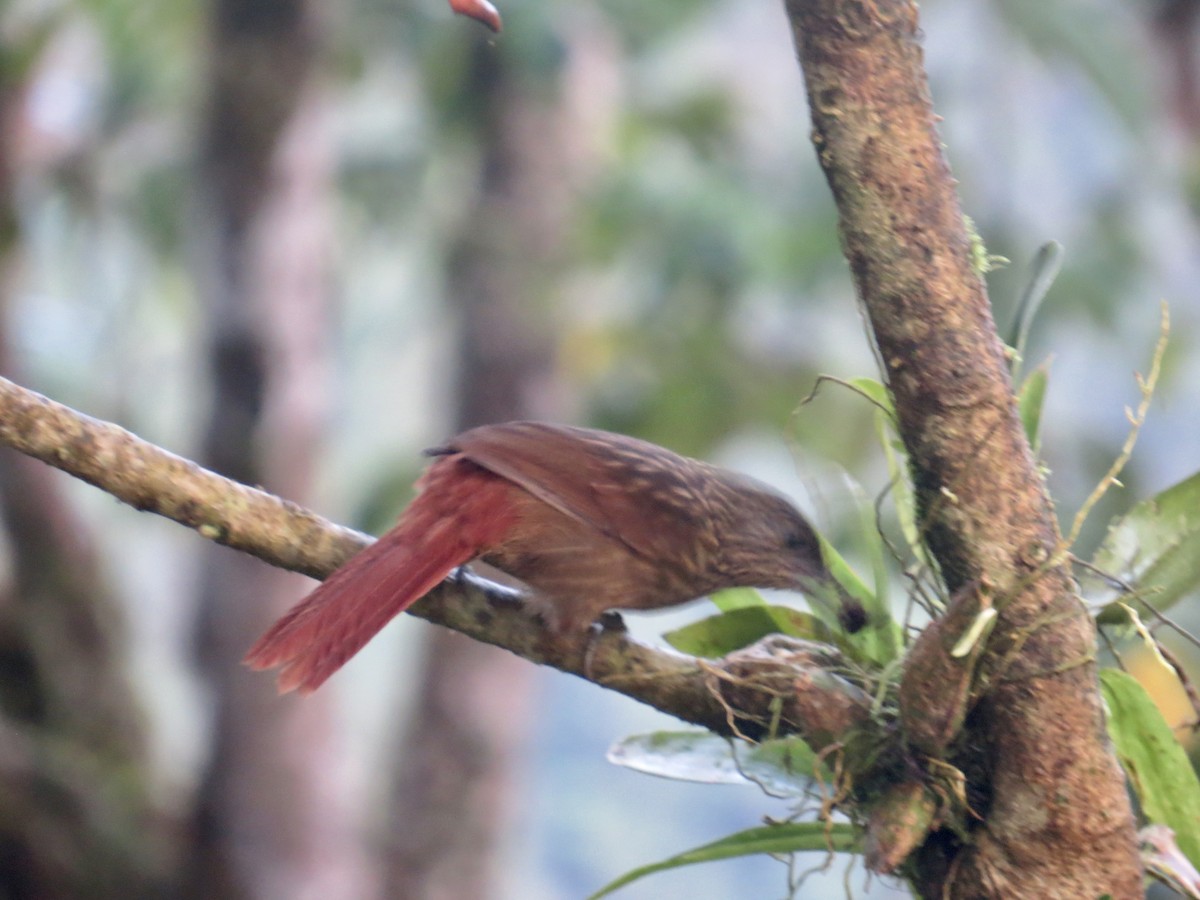 meiseltreløper (promeropirhynchus gr.) - ML616095426