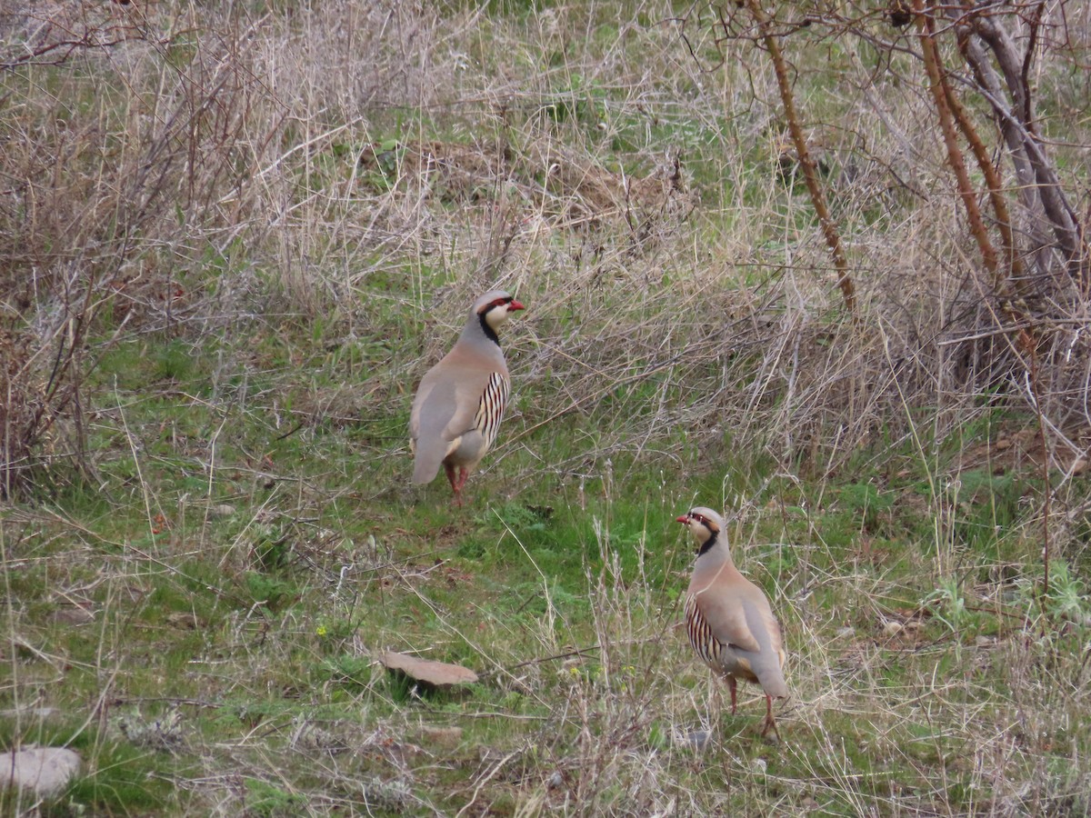 Chukar - ML616095462