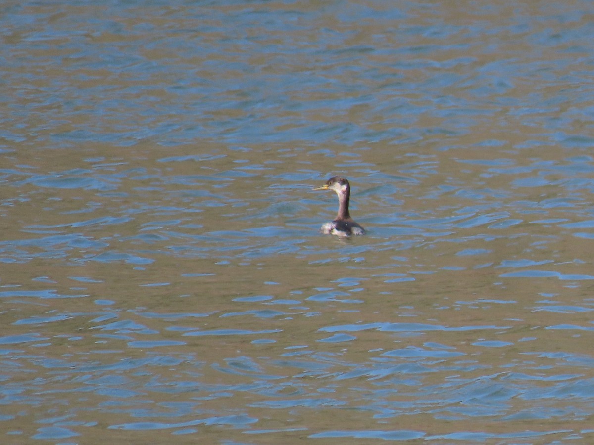 Red-necked Grebe - ML616095467