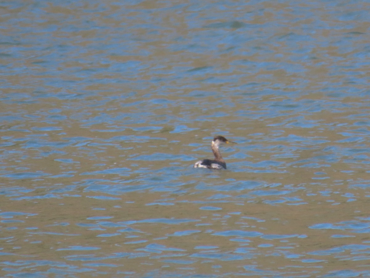 Red-necked Grebe - ML616095468