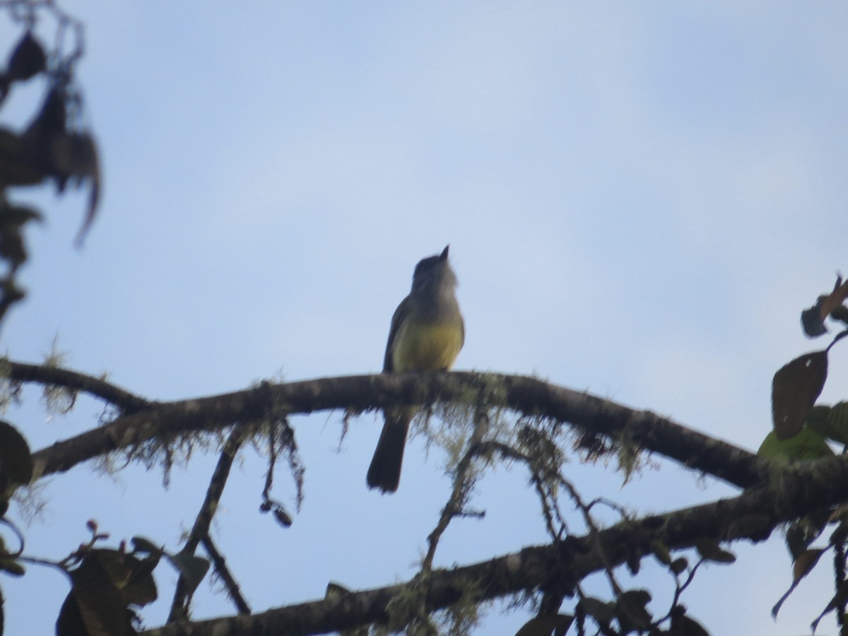 Dusky-capped Flycatcher (nigriceps/atriceps) - ML616095484