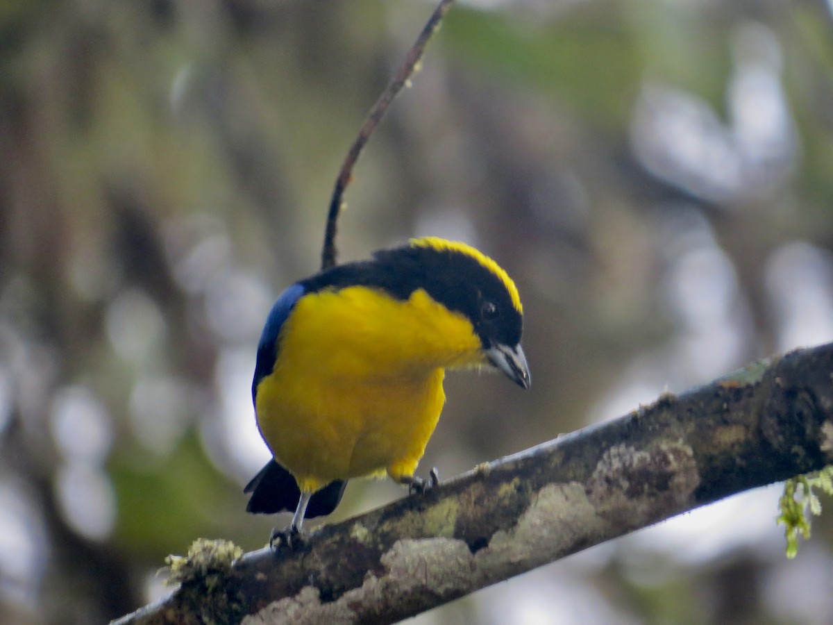 Tangara Aliazul (grupo somptuosus) - ML616095496