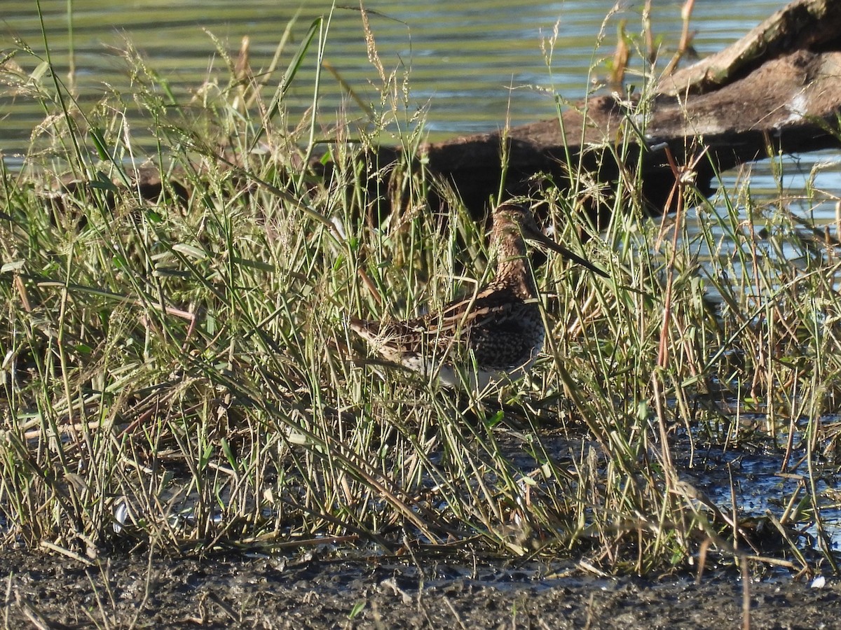 Latham's Snipe - ML616095510