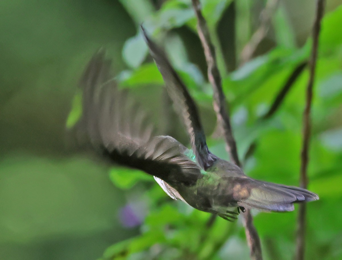 kolibřík zahradní - ML616095520