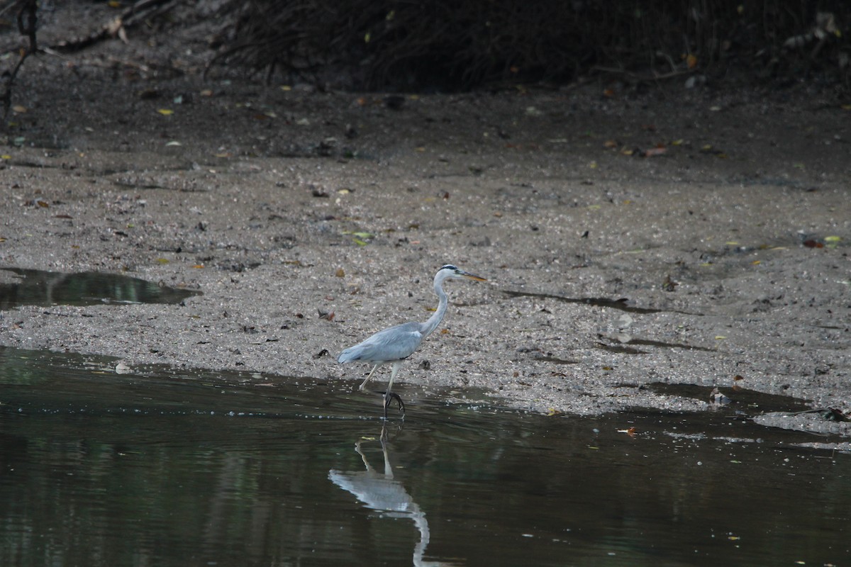 Gray Heron - Buchanan Birdwatcher