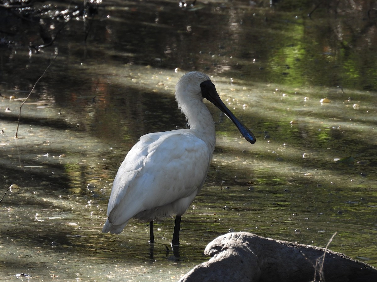 Royal Spoonbill - Robert Boehm