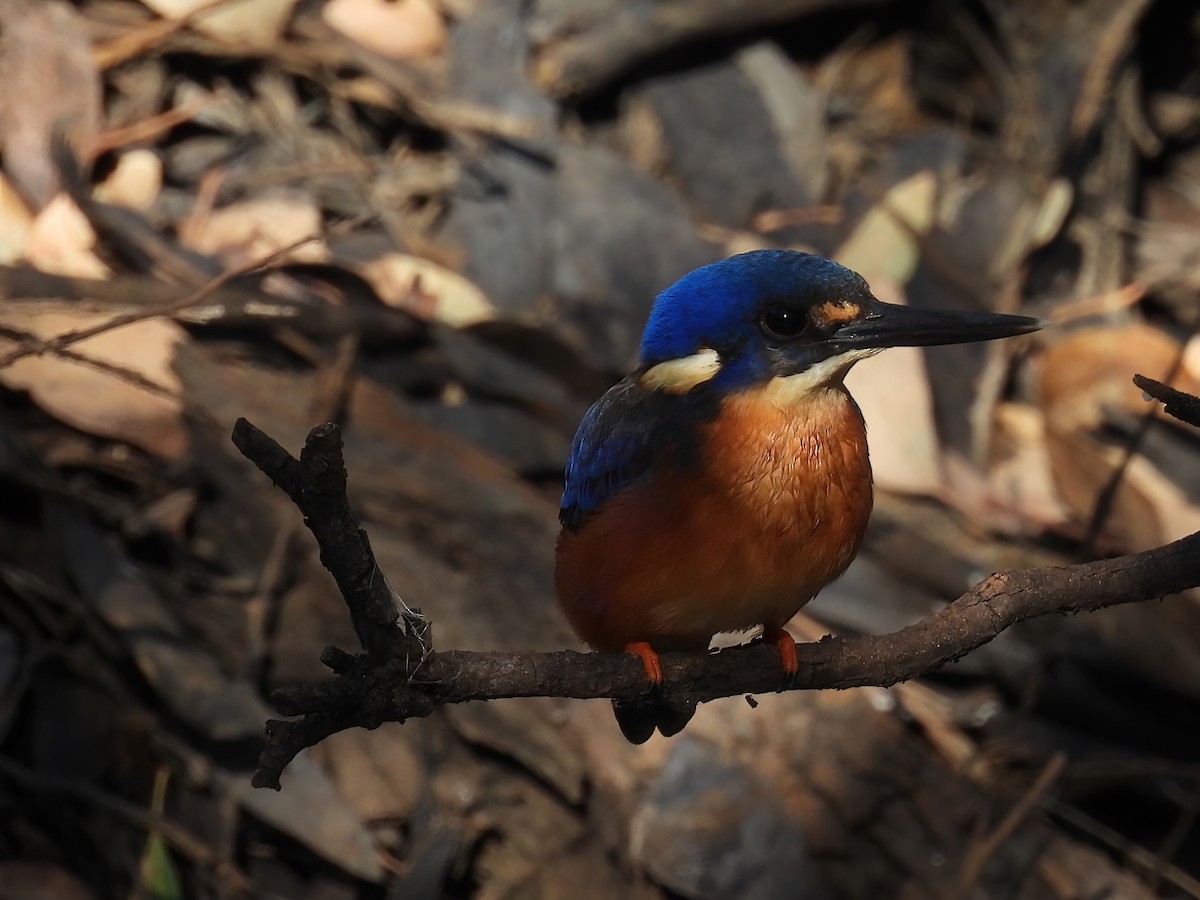 Azure Kingfisher - Robert Boehm