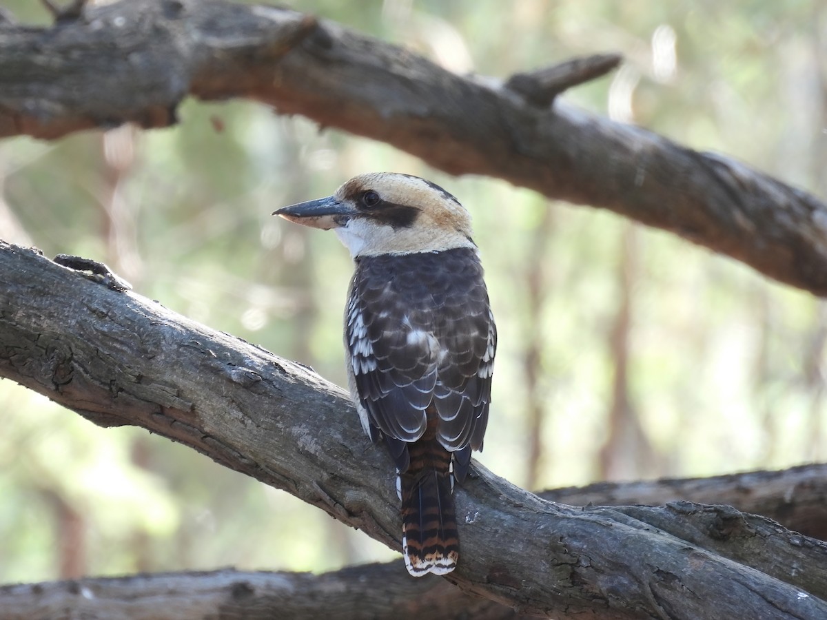 Laughing Kookaburra - Robert Boehm