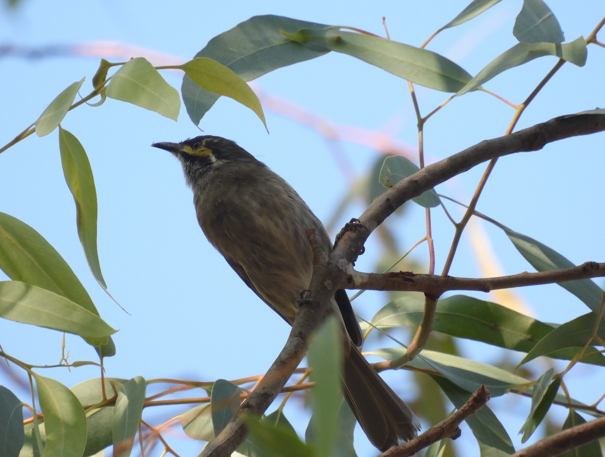 Yellow-faced Honeyeater - ML616095552