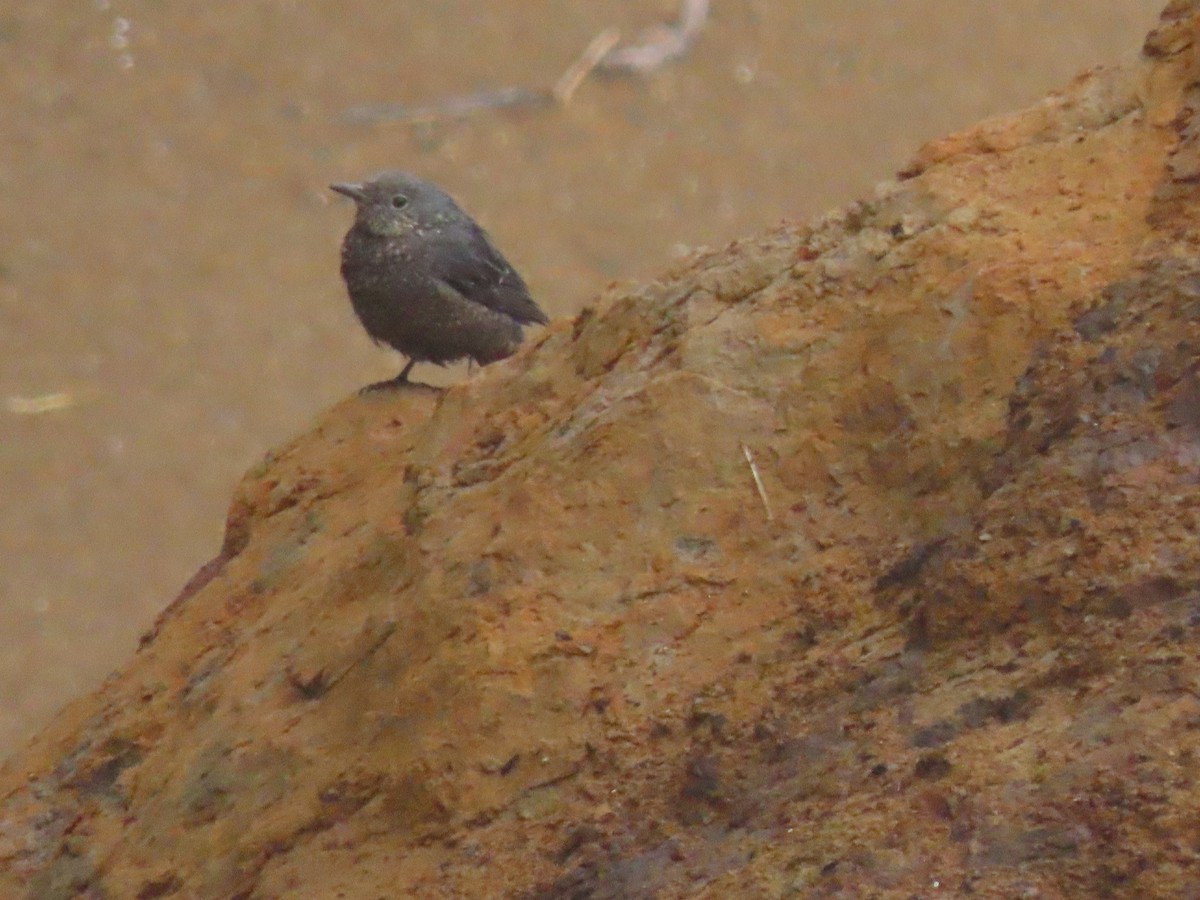 Blue Rock-Thrush - ML616095553