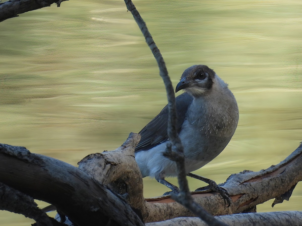 Little Friarbird - Robert Boehm