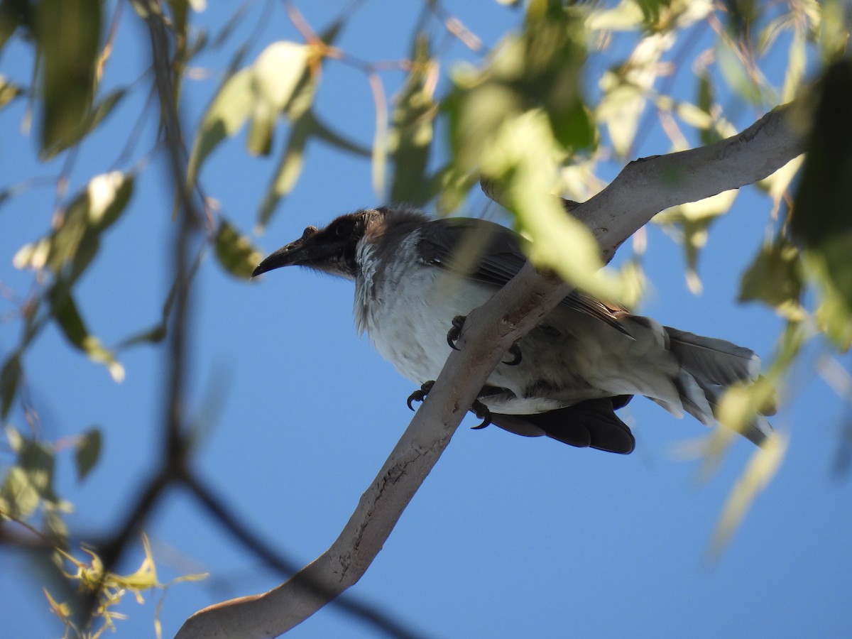 Noisy Friarbird - ML616095563