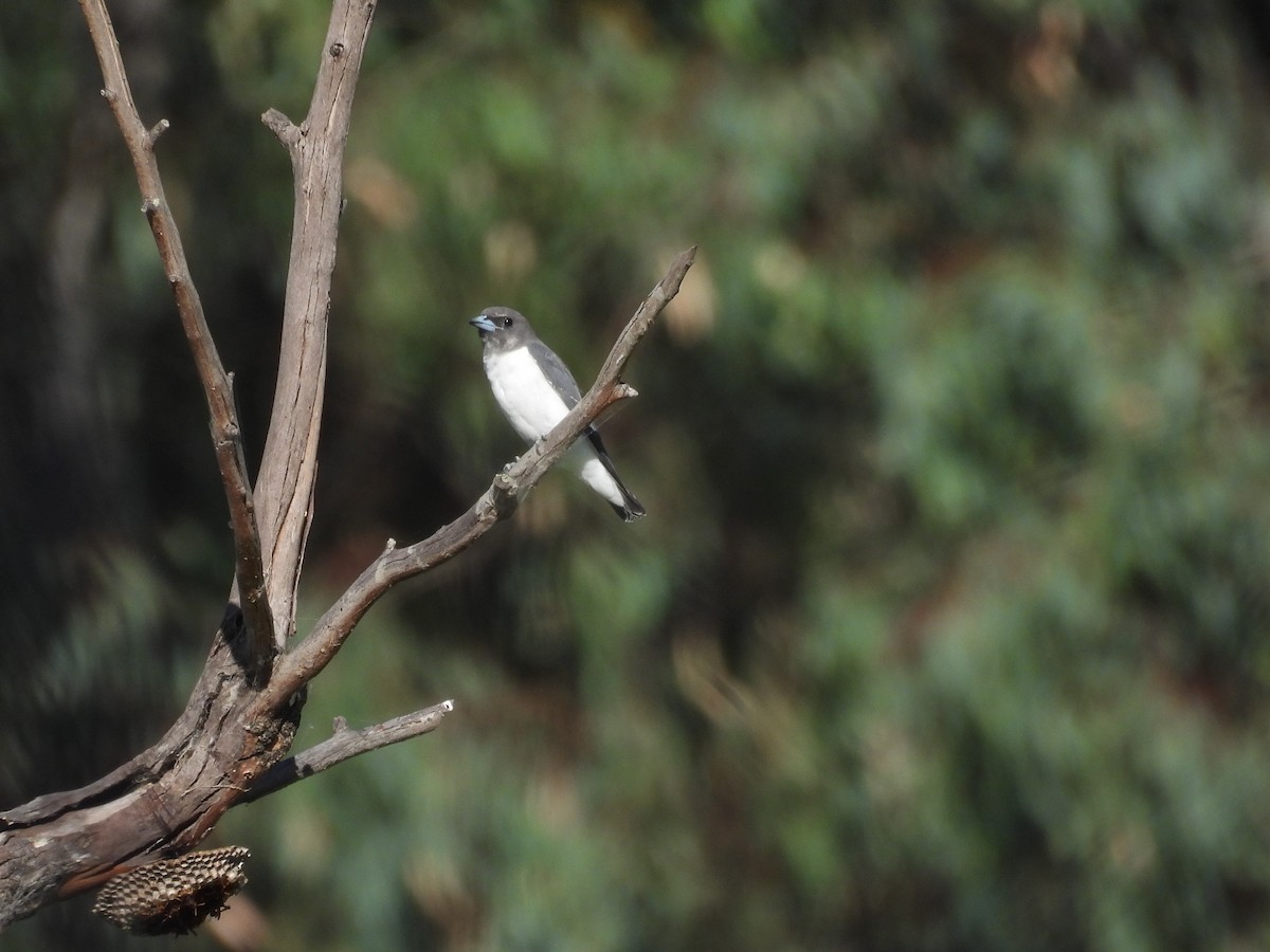 White-breasted Woodswallow - Robert Boehm