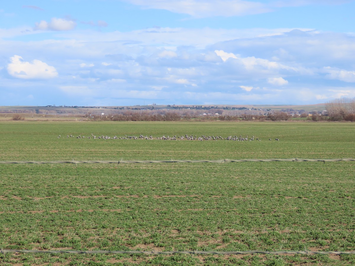 Sandhill Crane - ML616095581