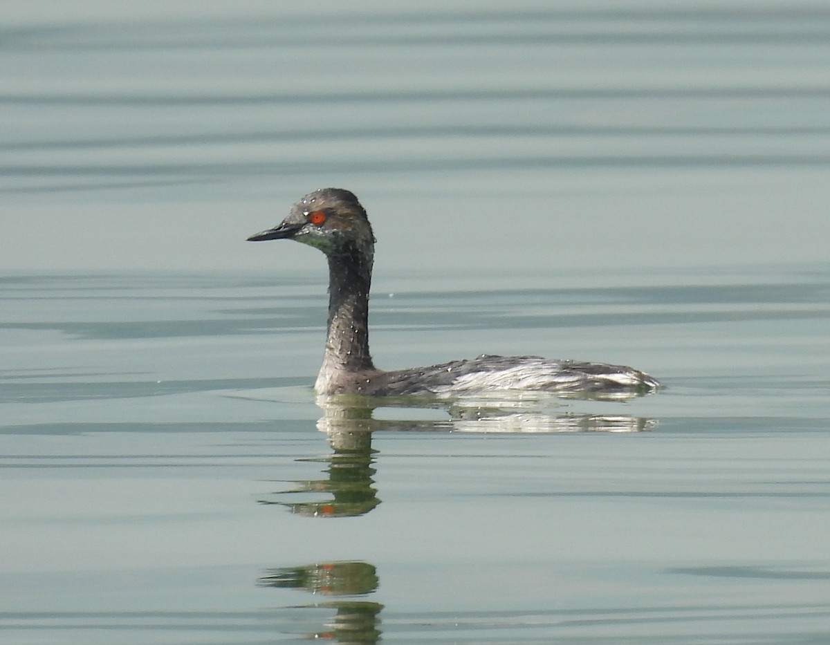 Eared Grebe - ML616095628