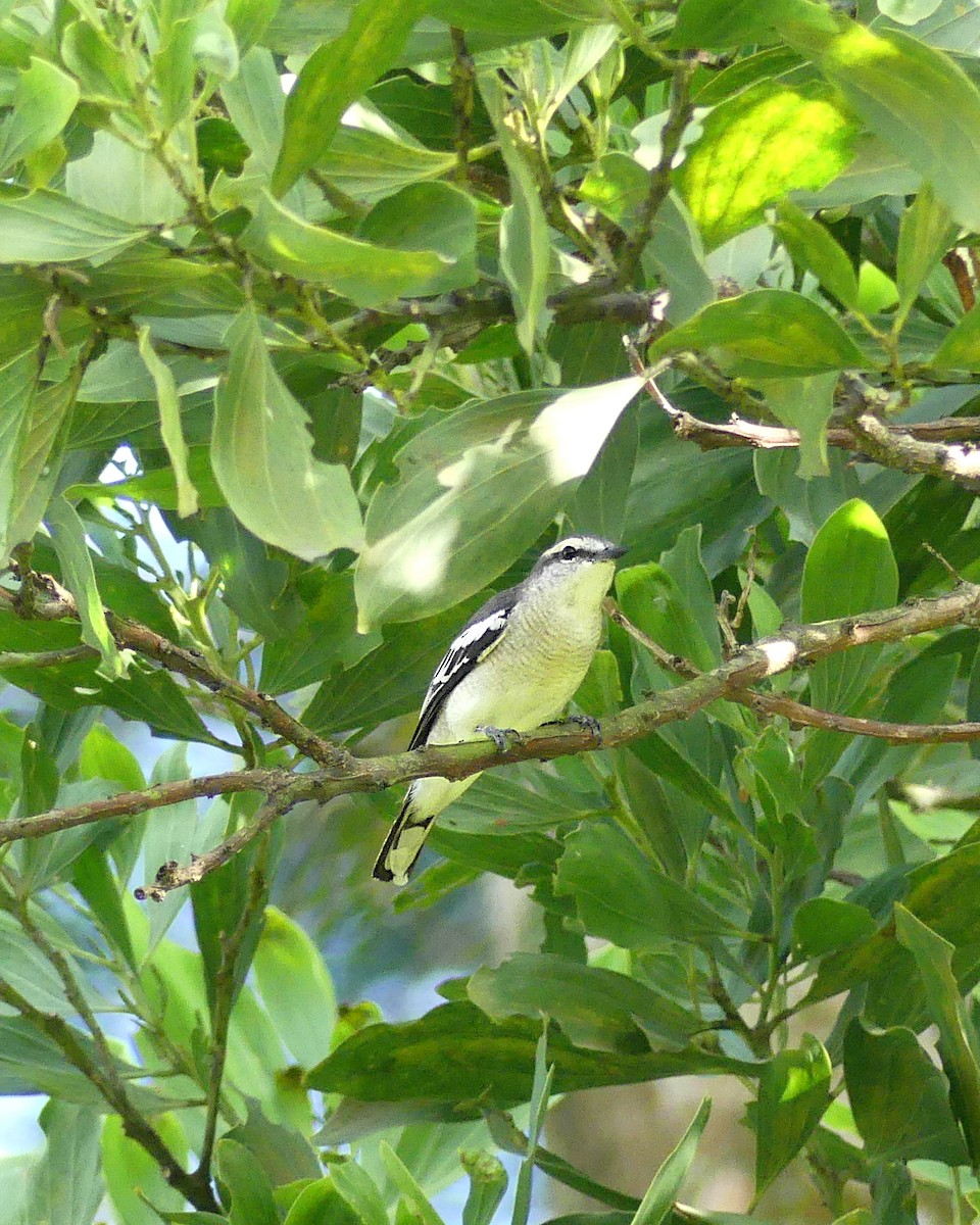 Pied Triller - Shaun Chang