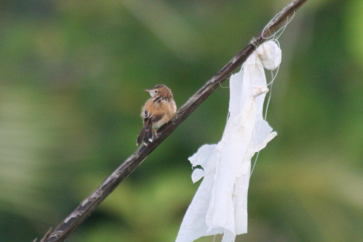 Zitting Cisticola (Double Zitting) - ML616095704