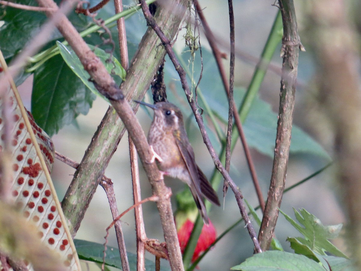 Speckled Hummingbird (maculata) - James Leone