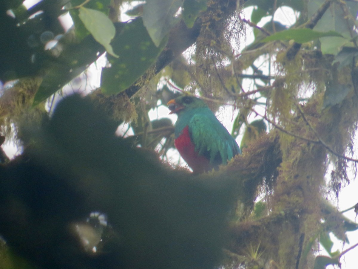 Golden-headed Quetzal - ML616095750