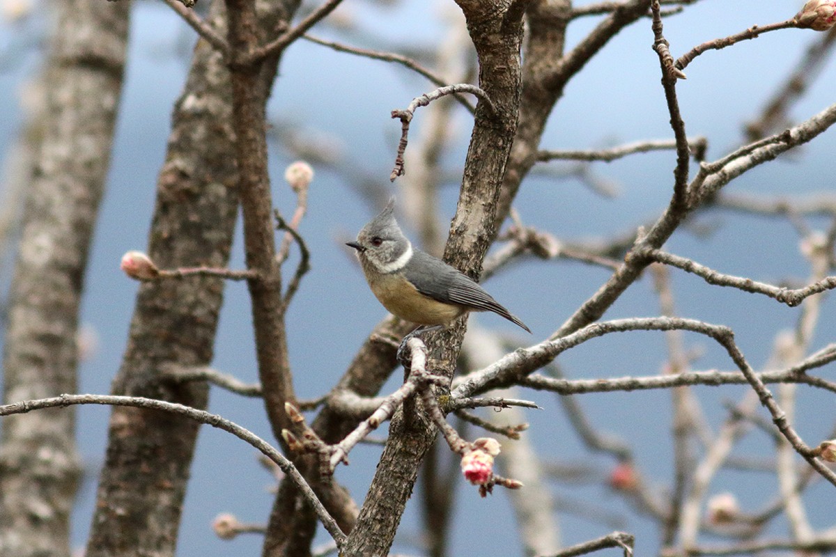 Mésange des bouleaux - ML616095755