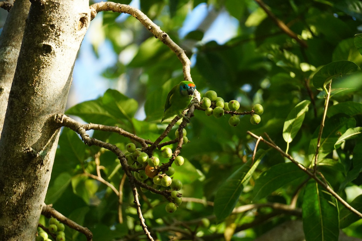 Double-eyed Fig-Parrot - Daniel Delany