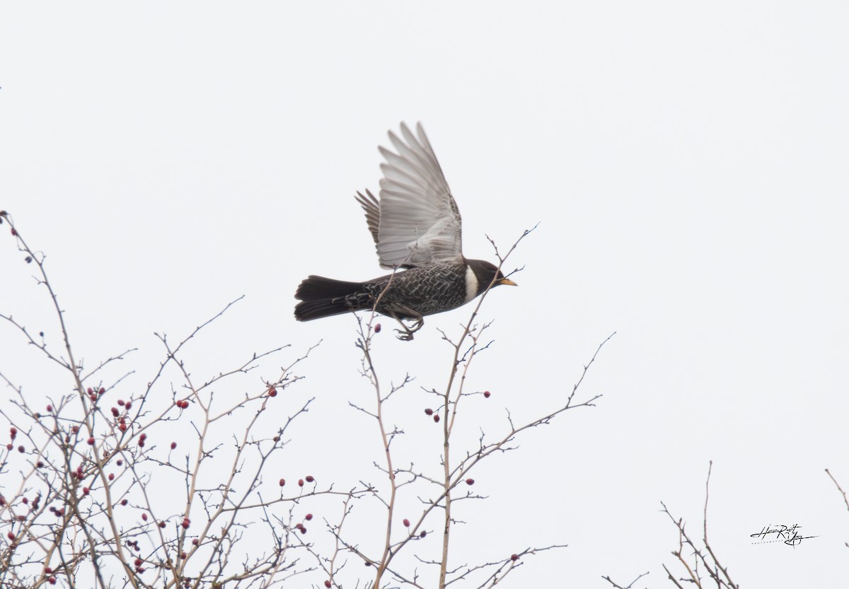 Ring Ouzel - HARUN RESIT UNEY