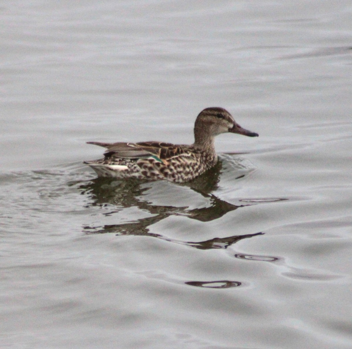 Green-winged Teal - ML616095841