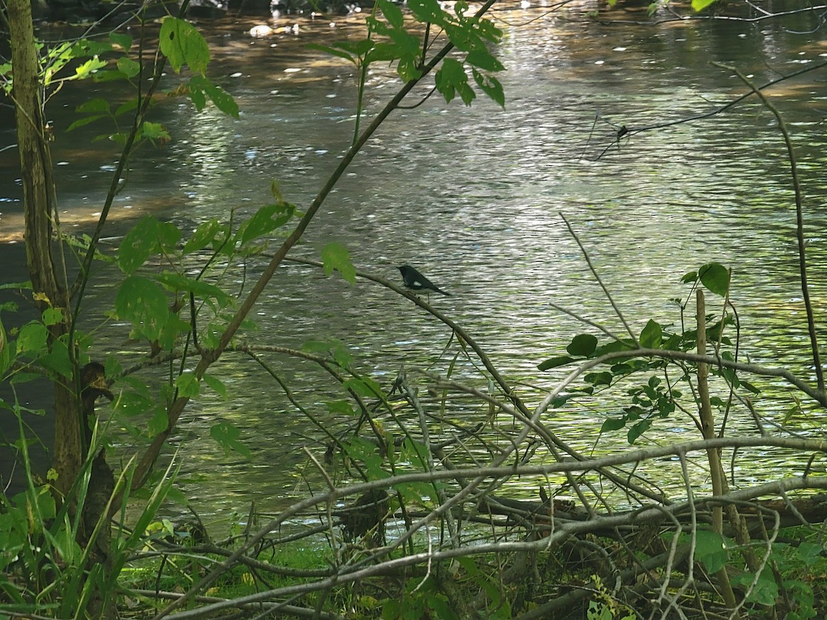 Black-throated Blue Warbler - ML616095854