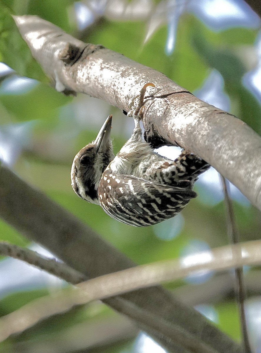 Philippine Pygmy Woodpecker - ML616095883