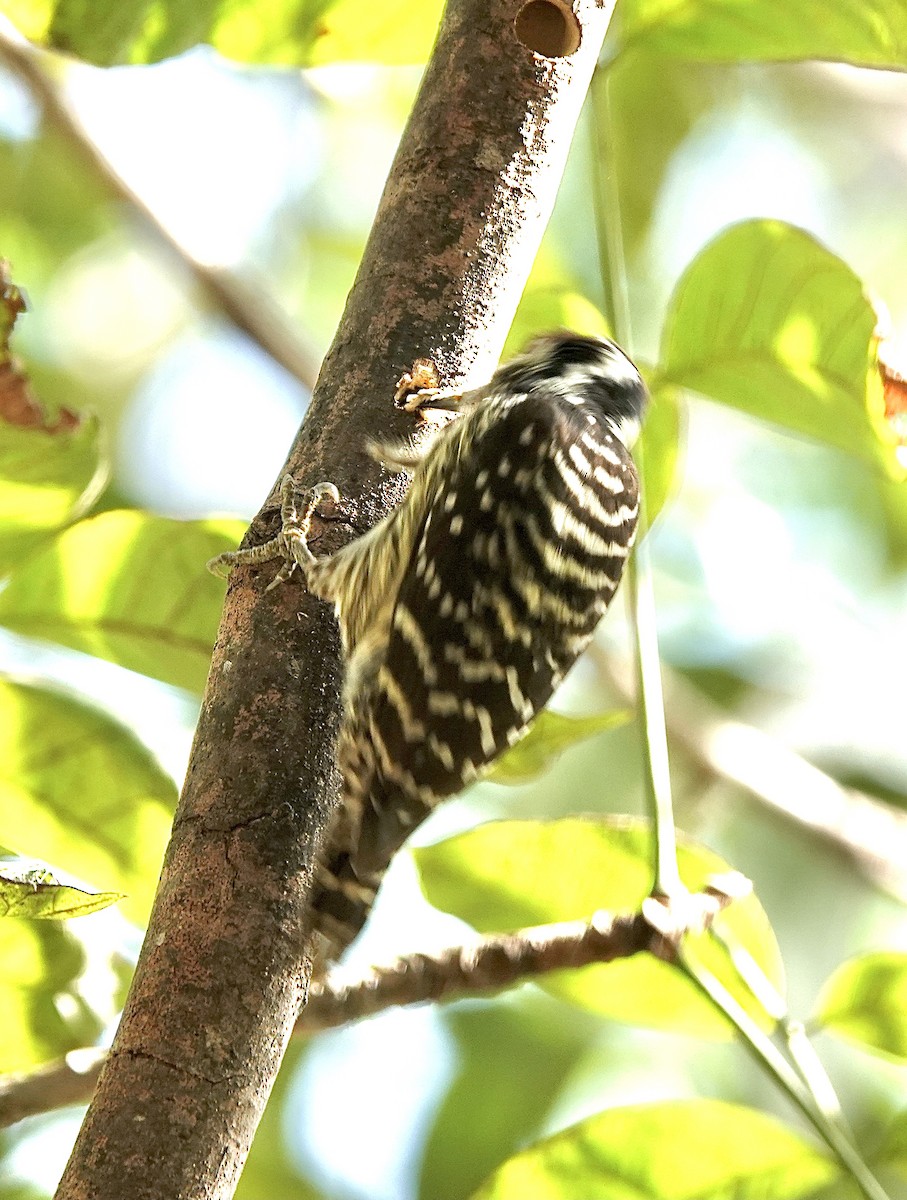 Philippine Pygmy Woodpecker - ML616095885