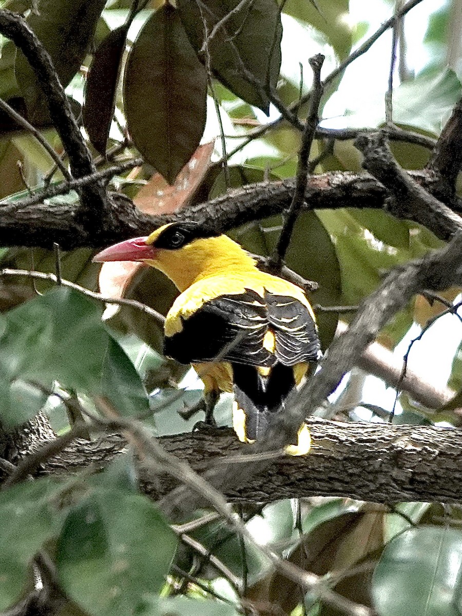 Black-naped Oriole - ML616095894
