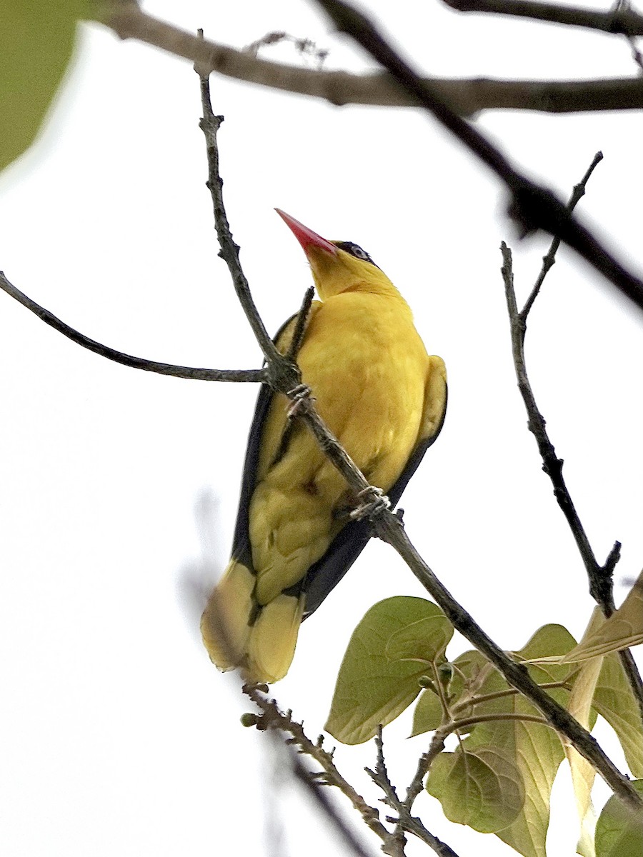 Black-naped Oriole - ML616095895